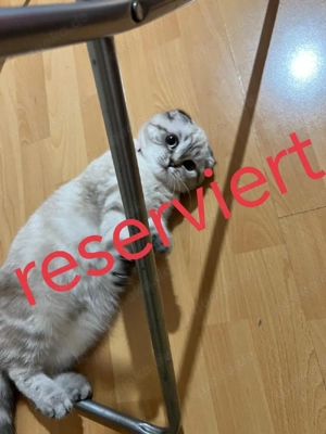 lulu sucht neu Zuhause 