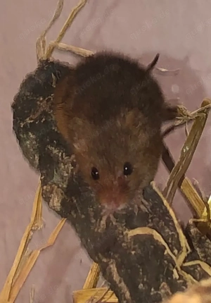 Männliche Eurasische Zwergmäuse 