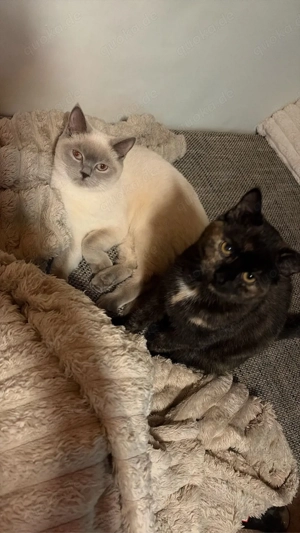 Suche BKH  BKH mix Kitten oder 1-1,5 Jahre alte Katze Bild 2