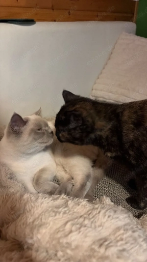 Suche BKH  BKH mix Kitten oder 1-1,5 Jahre alte Katze