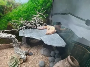 Leopardgecko Männchen