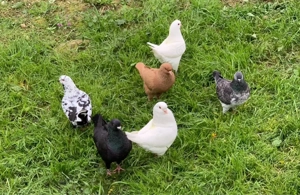 kingtauben und Breiftauben TAUBEN Abzugeben 