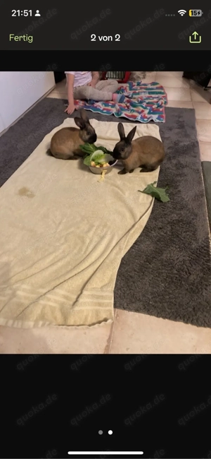 Kaninchen zu verkaufen 20 