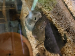 Gerbil Babys - Rennmaus