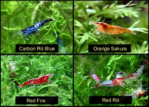 Zwerggarnele, Carbon Rili Blue, Orange Sakura, Red Fire, Red Rili
