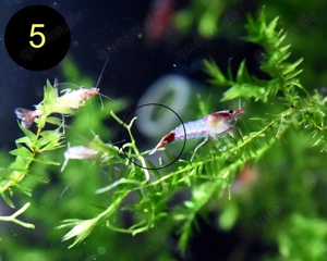 Zwerggarnele, Carbon Rili Blue, Orange Sakura, Red Fire, Red Rili Bild 9
