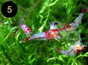Zwerggarnele, Carbon Rili Blue, Orange Sakura, Red Fire, Red Rili Bild 8