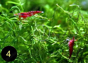 Zwerggarnele, Carbon Rili Blue, Orange Sakura, Red Fire, Red Rili Bild 7