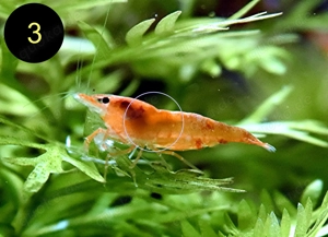 Zwerggarnele, Carbon Rili Blue, Orange Sakura, Red Fire, Red Rili Bild 4
