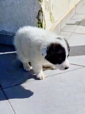 Kiran wünscht sich ein liebevolles Zuhause