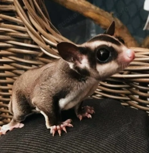 Sugar Glider, Jungtier 
