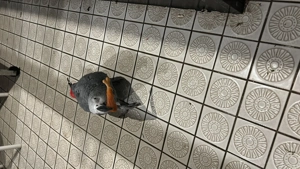 Justus sucht eine Frau 3,5 Jahre 