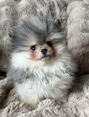 Pomeranian Teddy Welpen