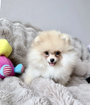 Pomeranian Teddy Welpen Bild 2