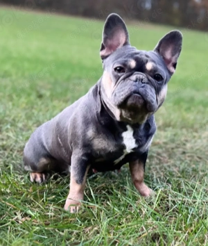 französische Bulldogge 
