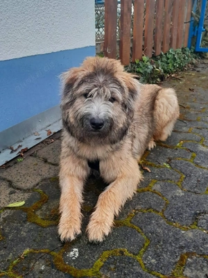 Tucker sucht herdierfahrenes Zuhause  Bild 2