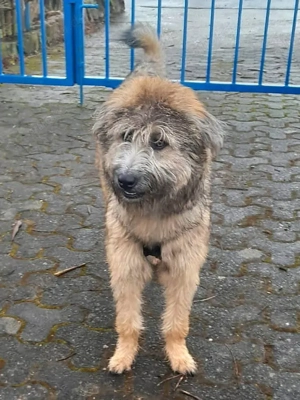 Tucker sucht herdierfahrenes Zuhause  Bild 4