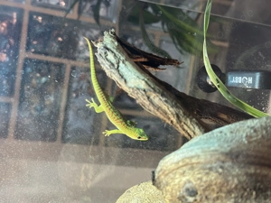 Madagaskar Taggecko Nachzucht - Phelsuma grandis