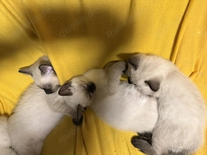 Siam kitten  Bild 2