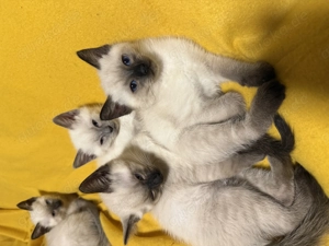 Siam kitten  Bild 3