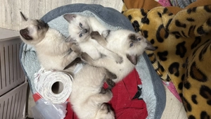 Siam kitten  Bild 4