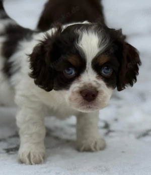    Cockerpoo Welpen abzugeben   