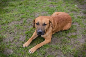 *ZINO* - Der Rüde ist freundlich und sozial, liebt die Menschennähe und lernt gerne