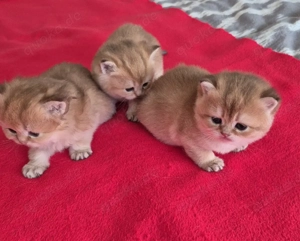 BKH BLH  Kitten Reinrassig mit Stammbaum 