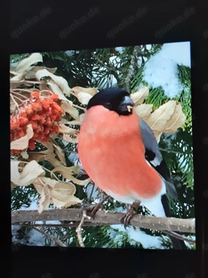 Suche Nordischen Dompfaff 1,0