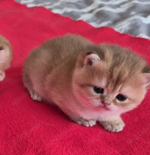 BKH BLH  Kitten Reinrassig mit Stammbaum 