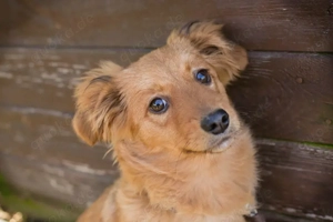 Chip-Nr. 258911 - Welpin - Ich bin welpentypisch verspielt und unternehmungslustig