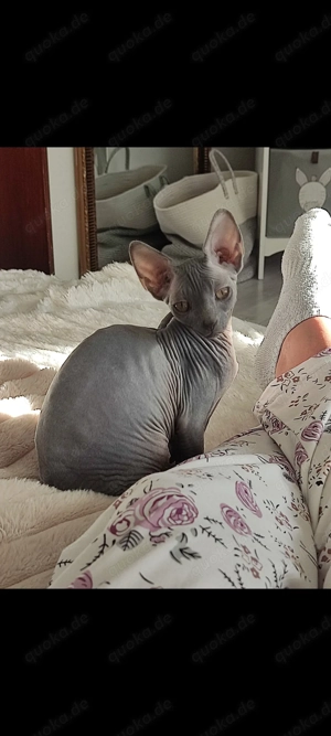  Canadian Sphynx Mädchen in Blue mit Tasthaaren 