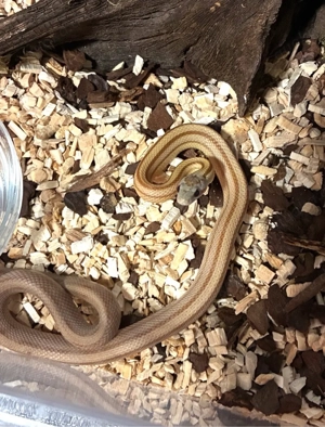 0.1 kornnatter von future morphs  NL