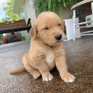 Golden-Retriever-Welpen WhatsApp: (15510055069)