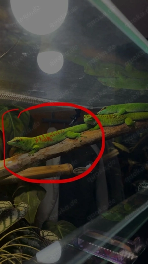 Verkaufe Phelsuma Grandis High red Weibchen aus 2023