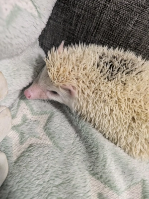 Afrikanisches Weißbauchigel Männchen sucht neues Zuhause (dringende Abgabe)