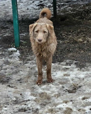 lieber, menschenbezogener, wunderschöner Rüde "Monty" wünscht sich so sehr ein Zuhause Bild 2