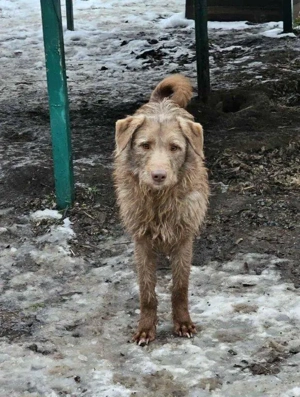 lieber, menschenbezogener, wunderschöner Rüde "Monty" wünscht sich so sehr ein Zuhause Bild 5