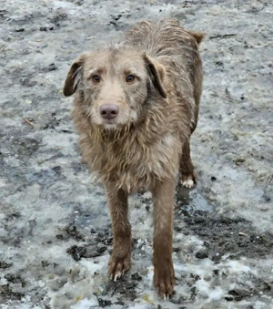 lieber, menschenbezogener, wunderschöner Rüde "Monty" wünscht sich so sehr ein Zuhause Bild 4