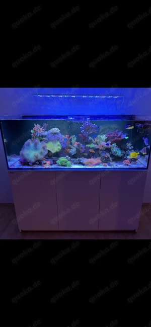 verkaufe Korallen Meerwasser