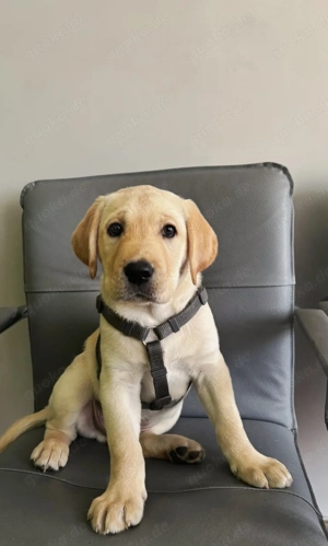 Reinrassiger Labrador Rüde - Welpe