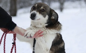 Liebenswerte Prea sucht ihr Altersruhe-Körbchen Bild 7