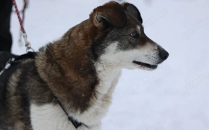 Liebenswerte Prea sucht ihr Altersruhe-Körbchen Bild 2