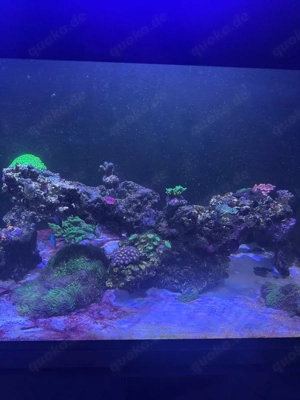 Aquarium Auflösung Meerwasser