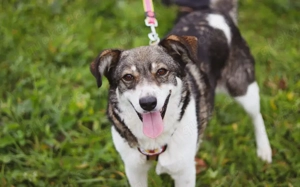 Liebenswerte Prea sucht ihr Altersruhe-Körbchen Bild 3