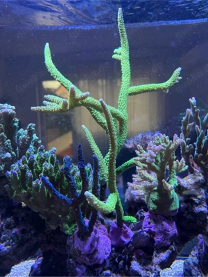 Acropora tumida Enzmann-Acropora