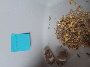  Goldhamster Babys  Bild 9