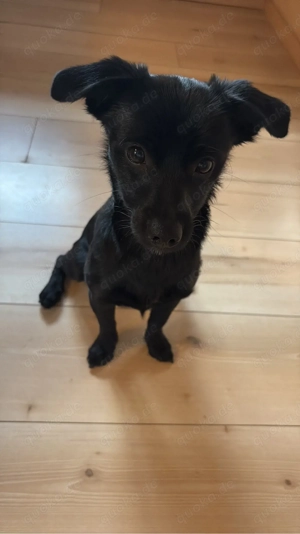 Mischlings Rüde ca 1 Jahr alt 