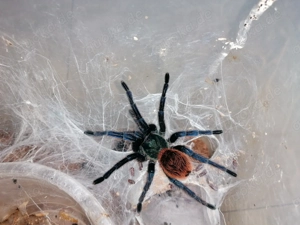 Chromatopelma cyaneopubescens   Green Bottle Blue Tarantula