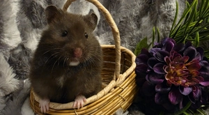 Goldhamster und Teddyhamster Jungtier